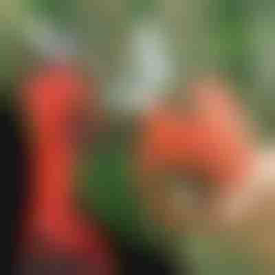 Elektromos metszőolló, vezeték nélküli kertbe és gyümölcsösbe | WHIZZPRUNER