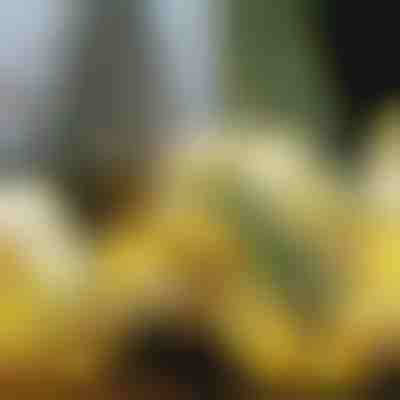 Világító karácsonyi szalag (500 cm) | SHINESTRAP